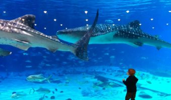 Whale Sharks in the Georgia Aquarium