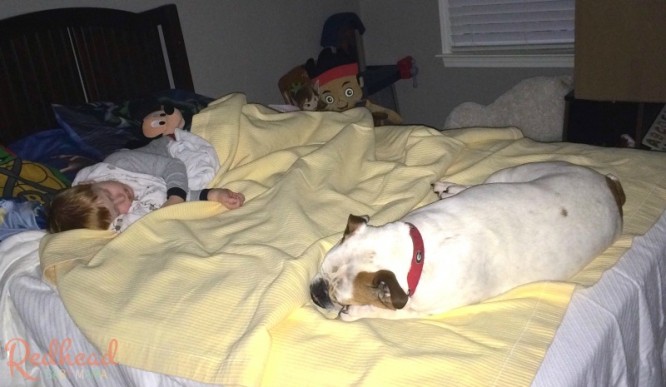 Dealing with Nightmares can be hard. Maybe the family pet can help!