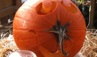 Carved Halloween Pumpkin with the stem as the nose