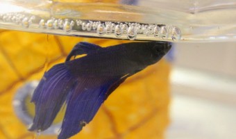 Betta Fish Blowing Bubbles